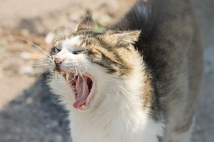 揭秘猫咪的美食秘密，自制猫耳朵面，让毛孩子也爱上家常美味！